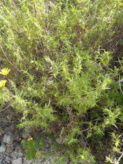 Carpacoce