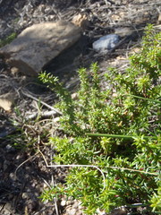 Carpacoce