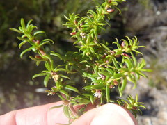Carpacoce