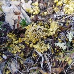 Vulpicida juniperinus