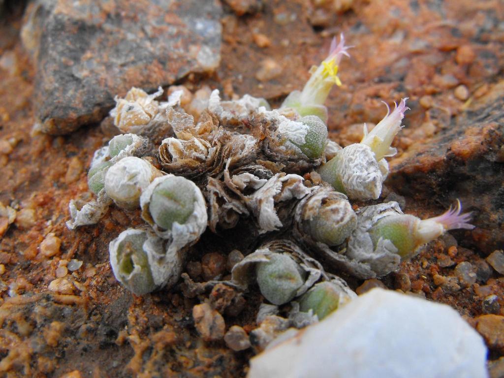 Conophytum hians