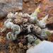 Conophytum hians - Photo (c) pietermier, algunos derechos reservados (CC BY-NC)