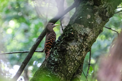 Blythipicus pyrrhotis