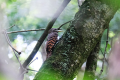 Blythipicus pyrrhotis