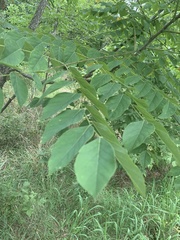 Gymnocladus dioicus