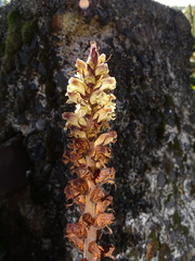 Orobanche reticulata