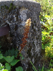 Orobanche reticulata