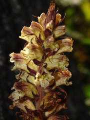 Orobanche reticulata