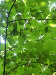 Euptelea