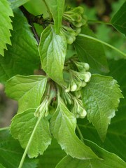 Euptelea