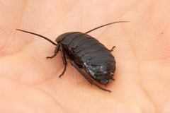 Deropeltis madecassa