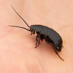 Deropeltis madecassa