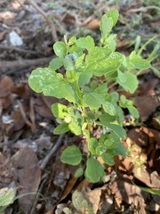 Porophyllum ruderale macrocephalum