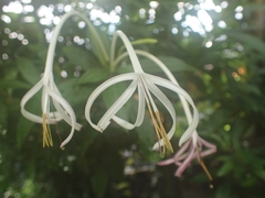 Exostema longiflorum