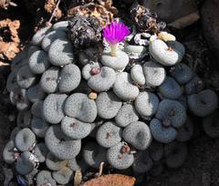 Conophytum jucundum