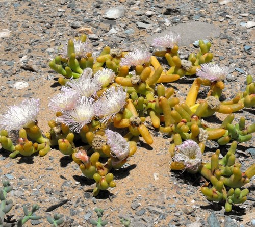 Opophytum ampliatum L. Bolus