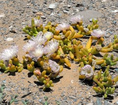 Mesembryanthemum hypertrophicum