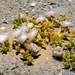 Mesembryanthemum hypertrophicum - Photo (c) pietermier, algunos derechos reservados (CC BY-NC)