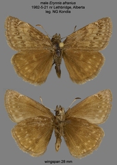 Erynnis afranius