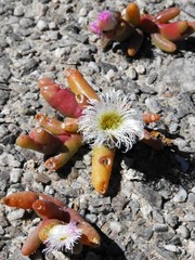 Mesembryanthemum hypertrophicum