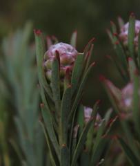 Leucadendron lanigerum laevigatum