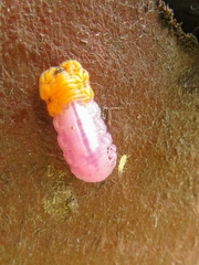 Mimocalla gigantea
