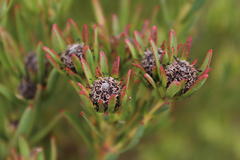 Leucadendron lanigerum laevigatum