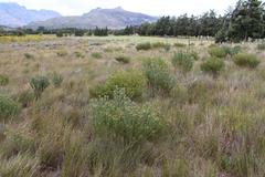 Leucadendron lanigerum laevigatum