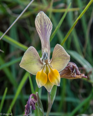 Gladiolus virescens