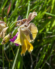 Gladiolus virescens