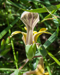 Gladiolus virescens