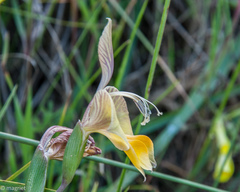 Gladiolus virescens