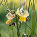 Gladiolus virescens - Photo (c) magriet b,  זכויות יוצרים חלקיות (CC BY-SA), הועלה על ידי magriet b