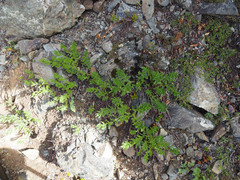 Eucephalus paucicapitatus