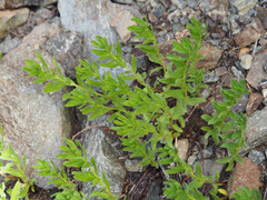 Eucephalus paucicapitatus