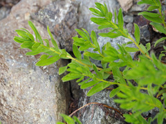 Eucephalus paucicapitatus