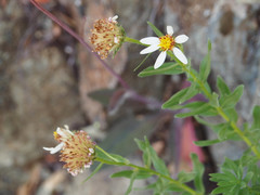 Eucephalus paucicapitatus