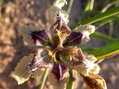 Ferraria densepunctulata