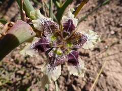 Ferraria densepunctulata