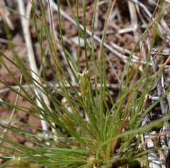 Bulbostylis humilis