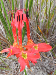 Babiana ringens australis