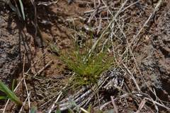 Bulbostylis humilis