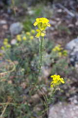 Erysimum duriaei