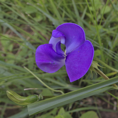 Vigna vexillata vexillata