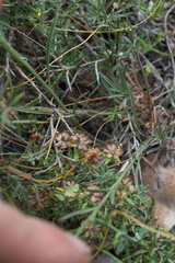 Erysimum duriaei