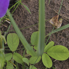 Vigna vexillata vexillata