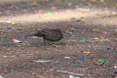 Turdus merula azorensis