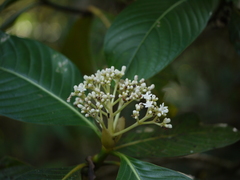 Psychotria truncata