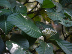 Psychotria truncata
