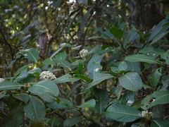 Psychotria truncata